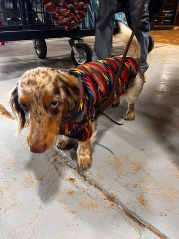 Ariat ADT Pup Puffer Jacket Mirage Print Dog Coat